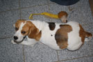 Tr&auml;chtige Beagleh&uuml;ndin